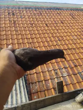 megan asap brantong mata pilo air,betina warna hitam mata jagung