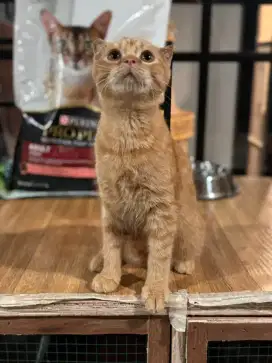 Scottish fold line impor no bsh munchkin