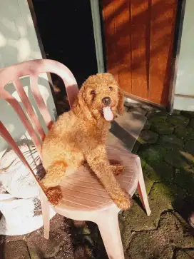 Mini Poodle Red