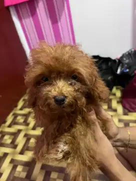 Open adopsi Poodle