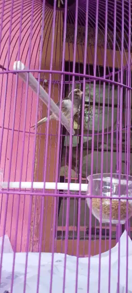Burung Kenari F1 Panda Jantan Muda
