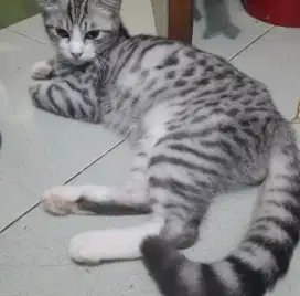 Kucing persia mix