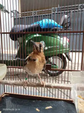 Anis kembang trotol gacor