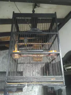 Cucak kelabu fullset