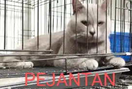 PEJANTAN BSH BLUE SOLID NEGO SAMPE DEAL