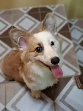 ANJING CORGI (LONG HAIR)