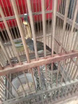 Jual burung cak kelinci sdh bunyi