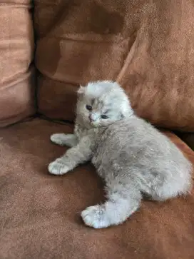 OPEN ADOPT KITTEN BSH