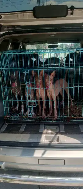 anjing xolo mexico