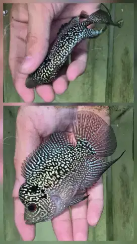 Ikan louhan cencu