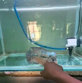 Ikan louhan cencu