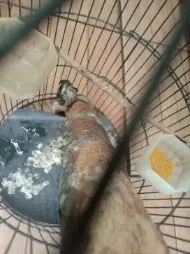 Jual burung kecil sdh bunyi
