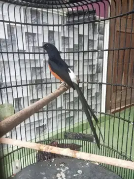 Burung murai medan gacor