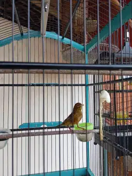 Burung kenari kebun sendiri