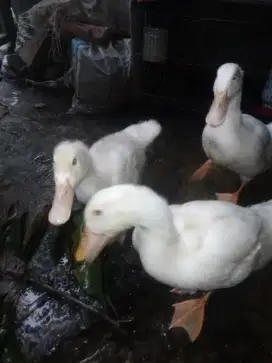 Bebek peking seger buger