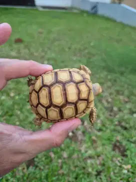 Sulcata 7cm cerah