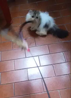 Kitten Persia peaknose Betina