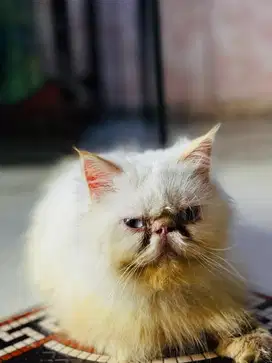 Persia peaknose extrem