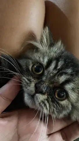 Kitten flatnose jantan motif mujair