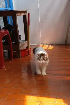 Persia peaknose betina ped ica lo