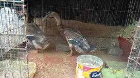 Bebek besar siap potong