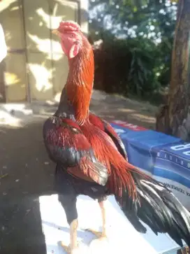 Bangkok klasik x pakhoy