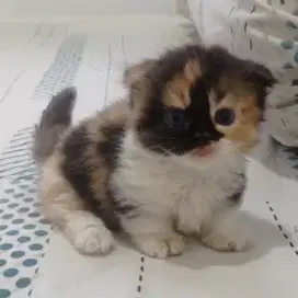 kitten munchkin fold betina