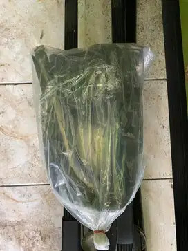 Rak Atap Bagasi Mobil SUV