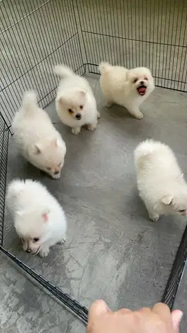 anjing minipom jefra petshop