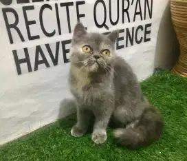 Kucing Persia peaknose exsotic mix Bsh betina kitten 3 bulan