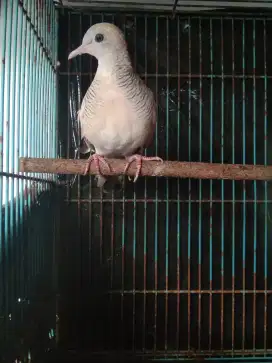 PERKUTUT SILVER REMAJA