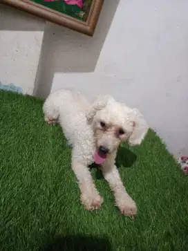 Poodle betina apricot dewasa