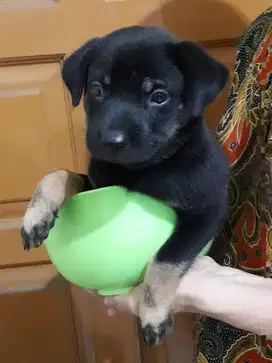 Jantan ras Mix Golden Retriever + Doberman