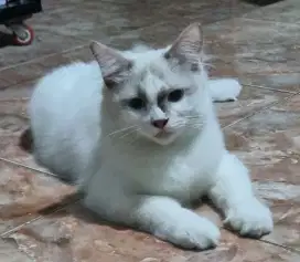 kucing ragdoll betina