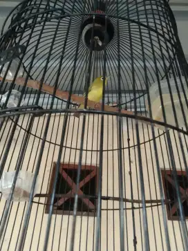 Burung Dakun lombok