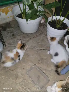 Free Kitten Domestik