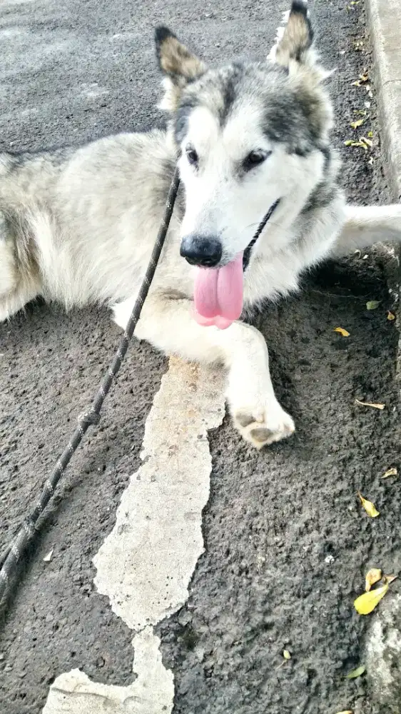 ALASKAN MALAMUTE BETINA