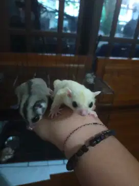 Sugar glider leucistik dan grey