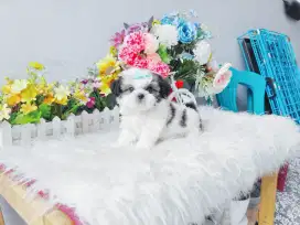 Super mini shihtzu bersertifikat shihtsu shihtshu shihtzhu sitsu sitzu