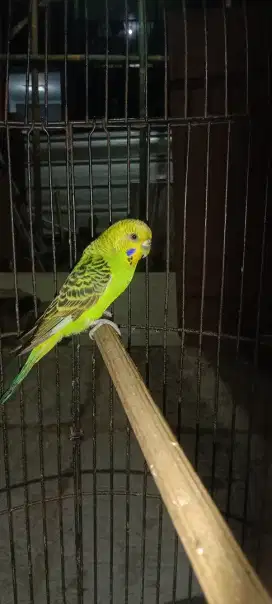 Jual burung parkit.