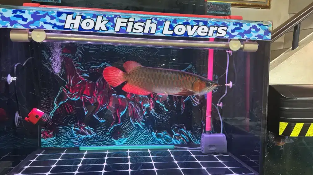 Ikan Arwana Super Red + AQUARIUM