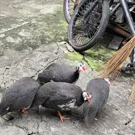 Hewan ayam mutiara warna abu abu