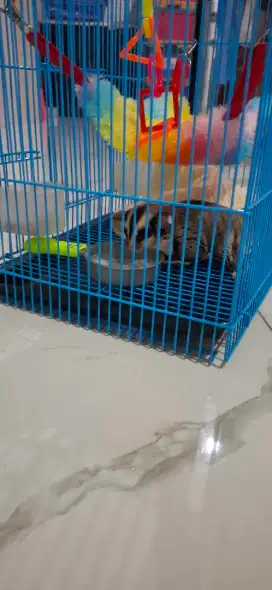 Dijual sugar glider joey