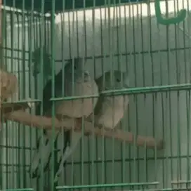 Sepasang perkutut lokal alam