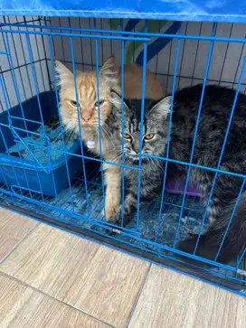 Kucing persia 1 pasang
