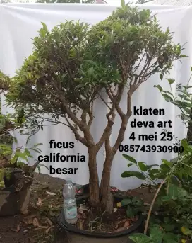 Bonsai ficus california A