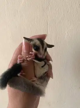 Sugar glider classic gray