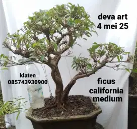 Bonsai ficus california B