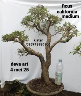 Bonsai ficus california C