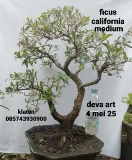 Bonsai ficus california D